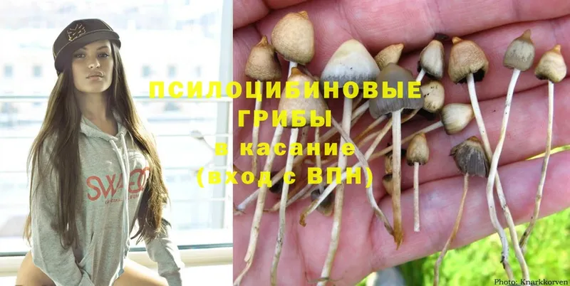 Псилоцибиновые грибы Psilocybine cubensis  мега ссылки  Серафимович 